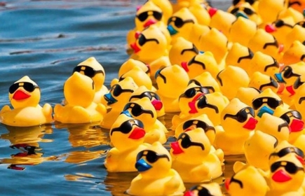 Duck Race le 26 Juin 2022
Stade d'Eaux Vives  -  Bizanos